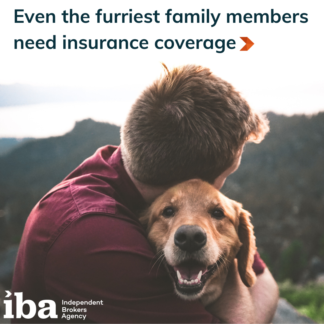 Pet Insurance: Protecting Man's Best Friend | IBA